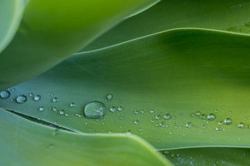 An  almost abstract picture on water drops in the agave plant