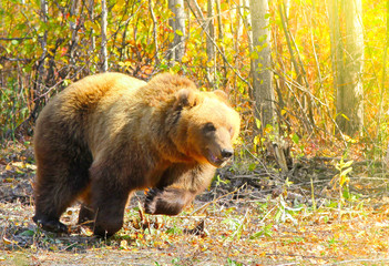 brown bear ursus arctos running on the forest on kamchatka