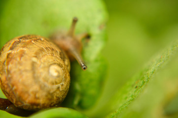 snail, plant, nature, rainy day