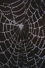 Close-up Of Wet Spider Web Against Black Background