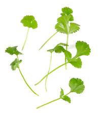 Sticker - fresh coriander