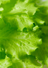 Poster - fresh lettuce close up