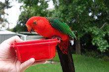 Cropped Image Of Hand Feeding Australian King Parrot