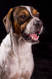 Fototapeta  - Retrato de perro tomada en estudio fotográfico curioso atento alerta