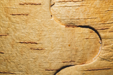 Birch bark texture close up. wooden background