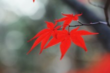 Close-up Of Red Autumn Leaves