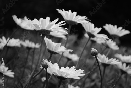 Close-up Of Daisies Blooming Outdoors