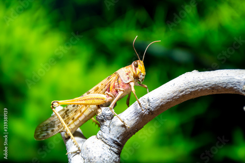 Cuadros en Lienzo Closeup of a locust on a branch