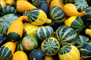 Poster - gourd and squash