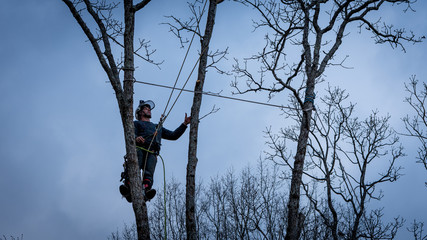 Worker with chainsaw  and helmet cutting down tree