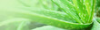 Banner of green aloe vera in the nature