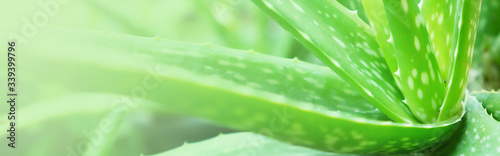 Fototapeta na drzwi i meble Sztandar zielony aloes w naturze