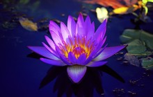 Close-up Of Purple Water Lily Blooming In Lake