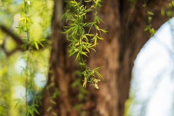 Poster - Green willow branches in the background of spring