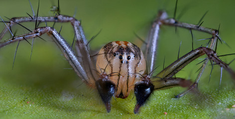 spider with horns macro photo