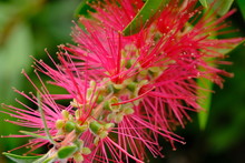 Crimson Bottlebrush, Melaleuca Citrina, Commonly Known As Common Red, Crimson Or Lemon Bottlebrush, Is A Plant In The Myrtle Family, Myrtaceae And Is Endemic To New South Wales And Victoria