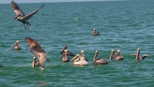 A Group Of Pelicans Hunting Fish In Slow Motion