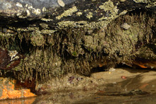 Close-up Of Algae Covered Rock At Lakeshore