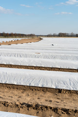 Wall Mural - Asparagus field before harvest with country lane from Germany