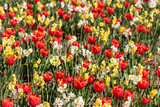 Fototapeta  - Blumenwiese mit roten Tulpen, gelben Tulpen, weißen Blüten und gelben Blüten zeigt den Frühling in voller Blüte leuchtend im Gegenlicht vor unscharfem Hintergrund in einem schönen Garten mit Feld