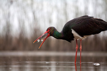 Wall Mural - Stork eating fish