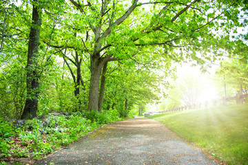 Canvas Print - beautiful trees and trunk with sunlight in forest at boston.
