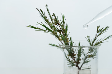 Wall Mural - green plant with small flower in science beaker with water drop from glass dropper in medical cosmet