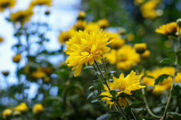 Wall Mural - yellow dahlia flower