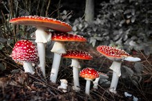 Close-up Of Fly Agaric Mushrooms On Field