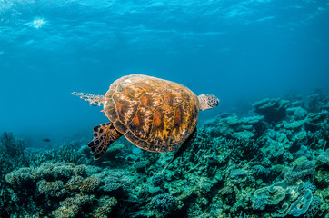  Green turtle swimming around in the wild among colorful coral reef