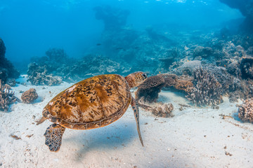 Green turtle swimming in the wild among colorful hard corals