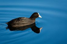 Close-up Of Coot Swimming In Lake