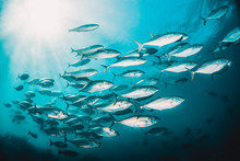 Schools Of Fish Swimming Together In Deep Blue Water, With Sun Rays Shining Through The Surface