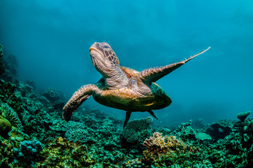 Green sea turtle swimming around colorful coral reef formations in the wild