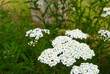 © Sunbunny - Common yarrow (Achillea millefolium) white flowers close up on green blurred grass floral background, selective focus. Medicinal wild herb Yarrow. Medical plants concept.