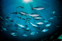 Schooling Pelagic Fish Swimming Together In Deep Blue Water