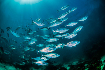 Wall Mural - Schooling pelagic fish swimming together in deep blue water