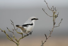 Close-up Of Great Gray Shrike On Plant