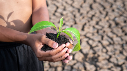 Hands holding a tree growing on cracked ground. global warming theme human hands defending green grass sprout rising from rainless cracked ground. Concept save the world