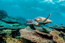 Green Sea Turtle Swimming Among Colorful Coral Reef In Beautiful Clear Water