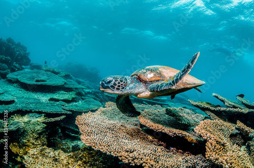 Fotomural Green sea turtle swimming among colorful coral reef in beautiful clear water