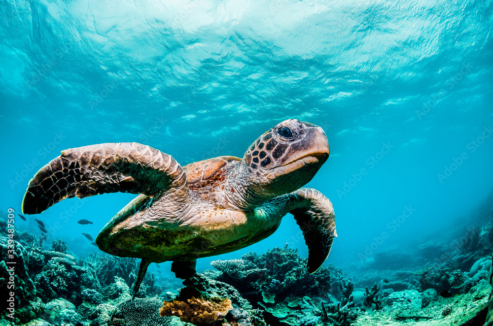 Green sea turtle swimming among colorful coral reef in beautiful clear water - obrazy, fototapety, plakaty 