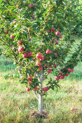 Wall Mural - Apple tree 