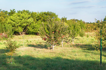 Wall Mural - Garden with apple tree