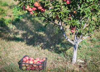 Wall Mural - Apple tree 