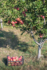 Wall Mural - Apple tree 