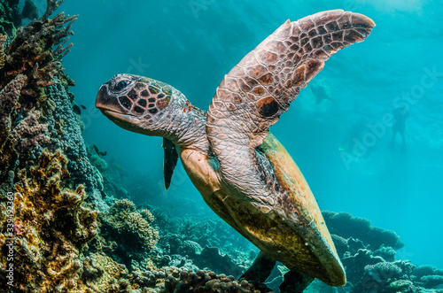 Fotomural Green turtle swimming among colorful coral reef formations in the wild