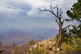 Fototapeta Do pokoju - Abgestorbener Baum steht am Rand des Grand Canyon vor Gewitterwolken, Dunst und Rauch von einem Waldbrand