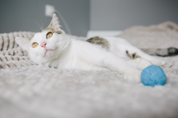 White cat on a gray background lies on a sofa