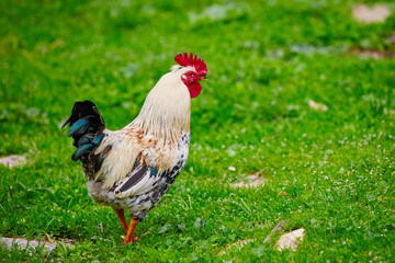 Beautiful young cock on green farm grass